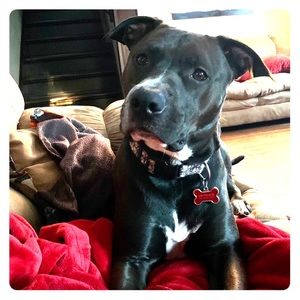 Poshmark assistant, Diego 🐾♥️